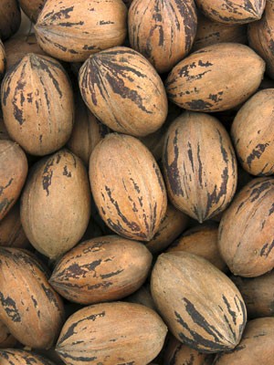 Whole Pecans - 10 kg